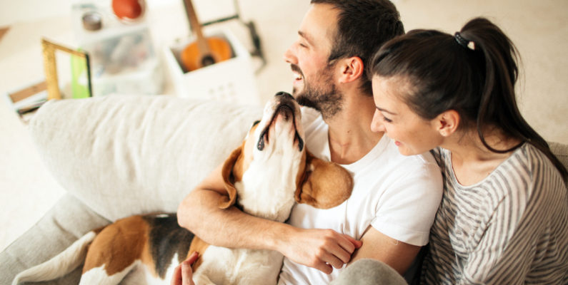 Laughing couple playing with dog on couch